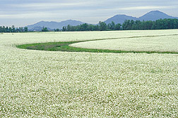 meadow_foam005.jpg